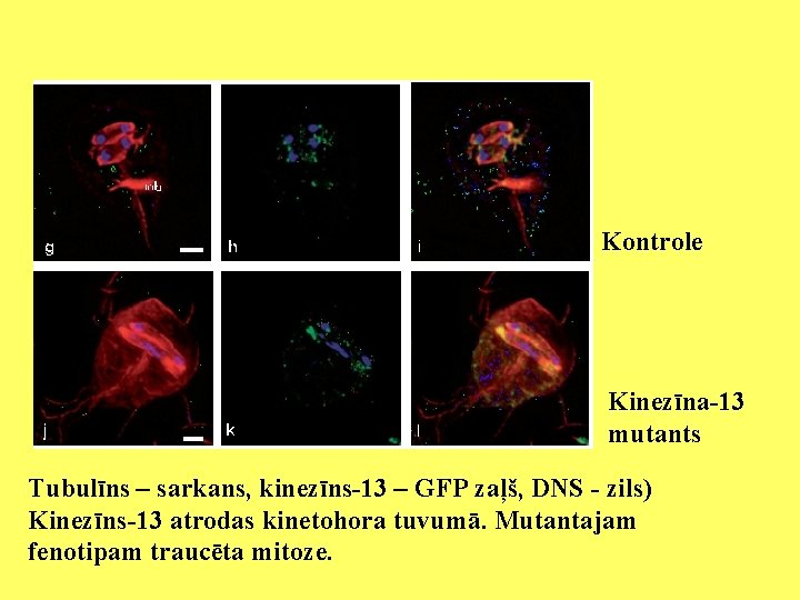 Kontrole Kinezīna-13 mutants Tubulīns – sarkans, kinezīns-13 – GFP zaļš, DNS - zils) Kinezīns-13