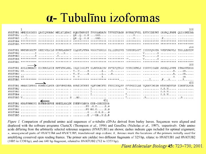 α- Tubulīnu izoformas Plant Molecular Biology 45: 723– 730, 2001. 