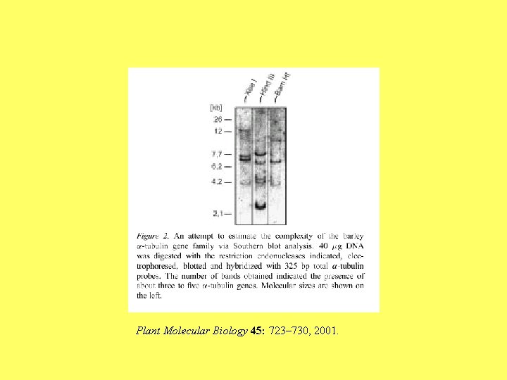 Plant Molecular Biology 45: 723– 730, 2001. 