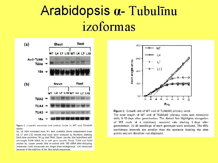 Arabidopsis α- Tubulīnu izoformas 