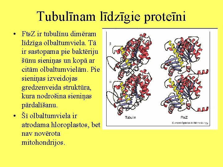 Tubulīnam līdzīgie proteīni • Fts. Z ir tubulīnu dimēram līdzīga olbaltumviela. Tā ir sastopama