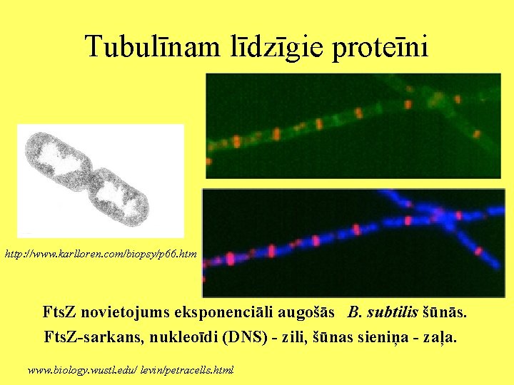 Tubulīnam līdzīgie proteīni http: //www. karlloren. com/biopsy/p 66. htm Fts. Z novietojums eksponenciāli augošās
