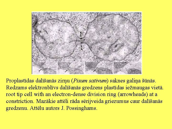Proplastīdas dalīšanās zirņu (Pisum sativum) saknes galiņa šūnās. Redzams elektronblīvs dalīšanās gredzens plastīdas iežmaugas