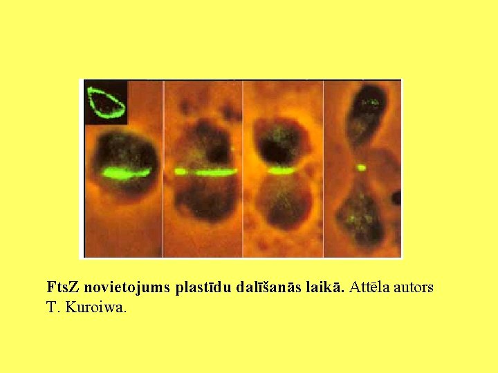 Fts. Z novietojums plastīdu dalīšanās laikā. Attēla autors T. Kuroiwa. 