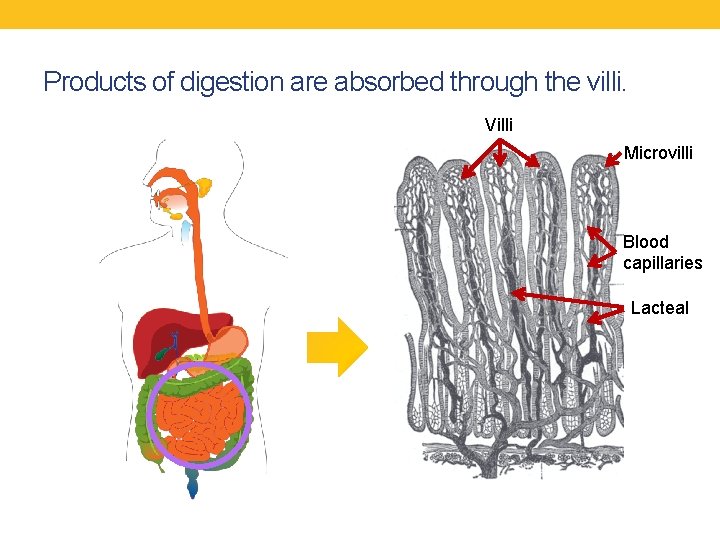 Products of digestion are absorbed through the villi. Villi Microvilli Blood capillaries Lacteal 