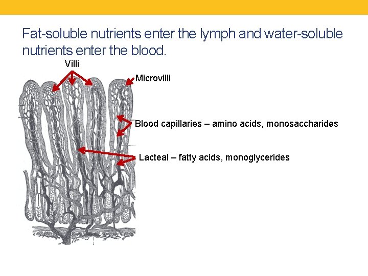 Fat-soluble nutrients enter the lymph and water-soluble nutrients enter the blood. Villi Microvilli Blood