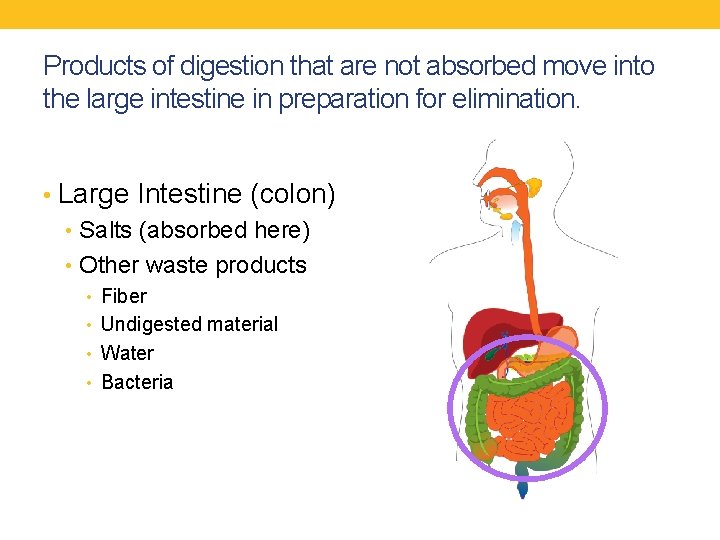 Products of digestion that are not absorbed move into the large intestine in preparation