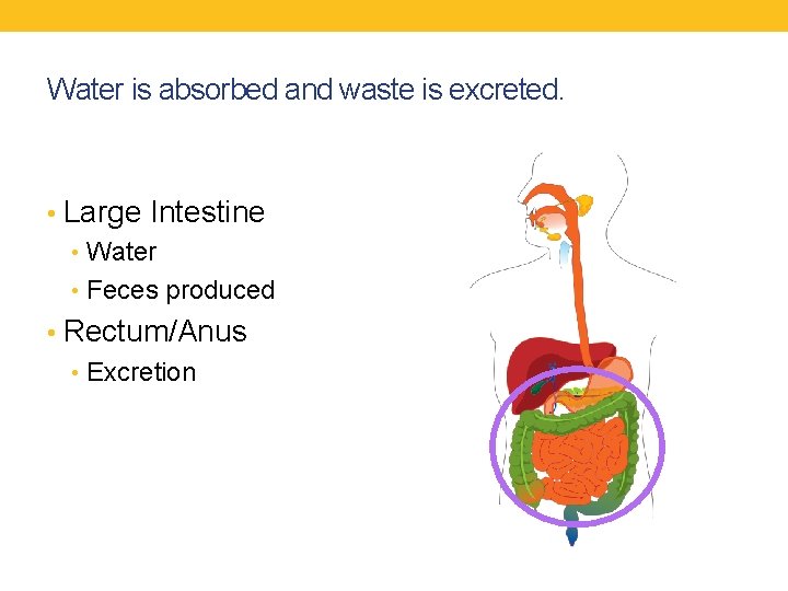 Water is absorbed and waste is excreted. • Large Intestine • Water • Feces