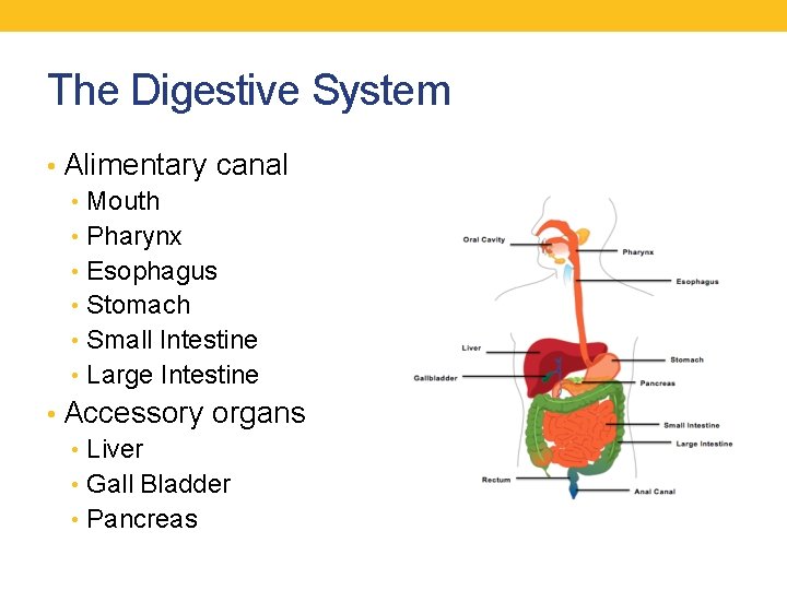 The Digestive System • Alimentary canal • Mouth • Pharynx • Esophagus • Stomach