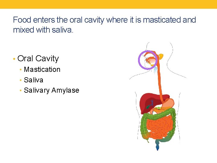 Food enters the oral cavity where it is masticated and mixed with saliva. •