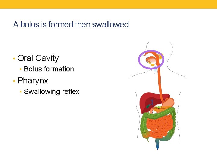 A bolus is formed then swallowed. • Oral Cavity • Bolus formation • Pharynx
