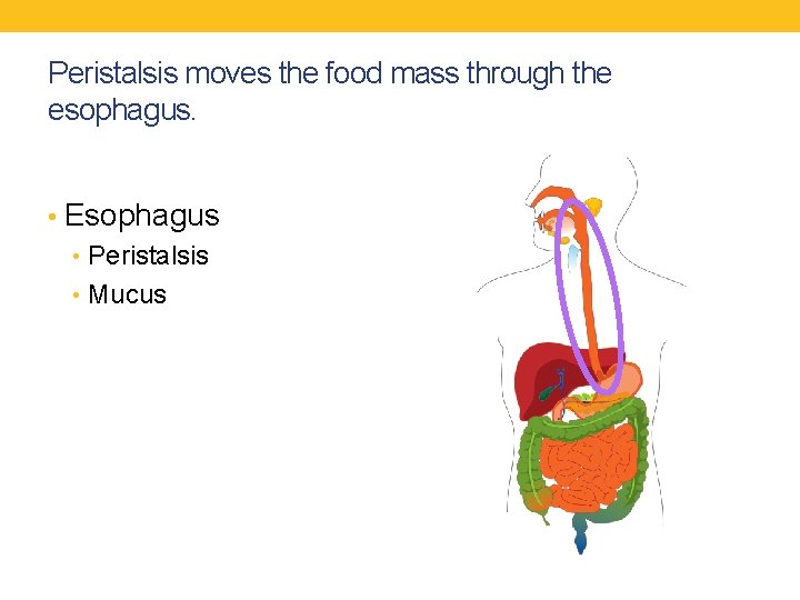 Peristalsis moves the food mass through the esophagus. • Esophagus • Peristalsis • Mucus
