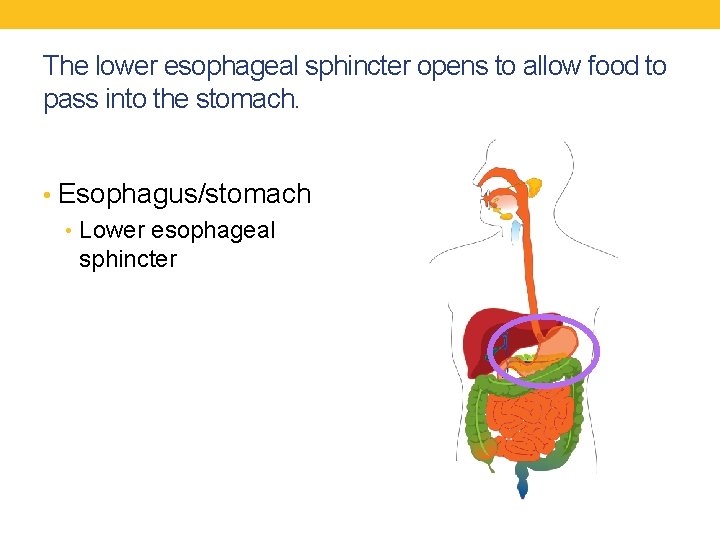 The lower esophageal sphincter opens to allow food to pass into the stomach. •