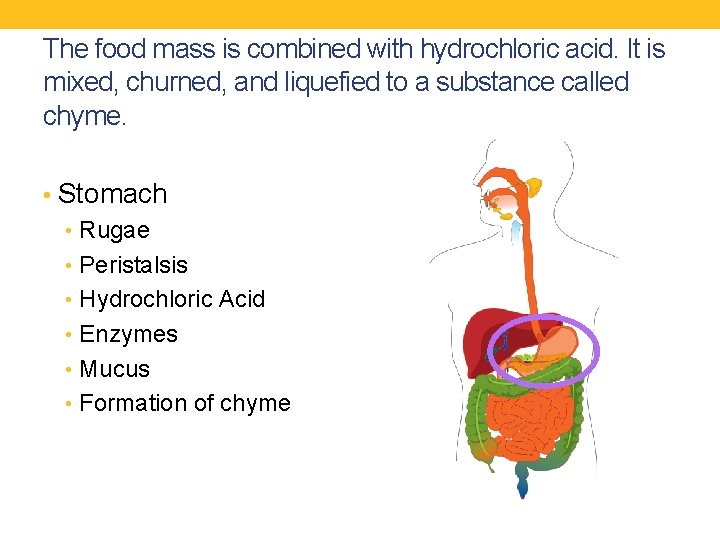 The food mass is combined with hydrochloric acid. It is mixed, churned, and liquefied