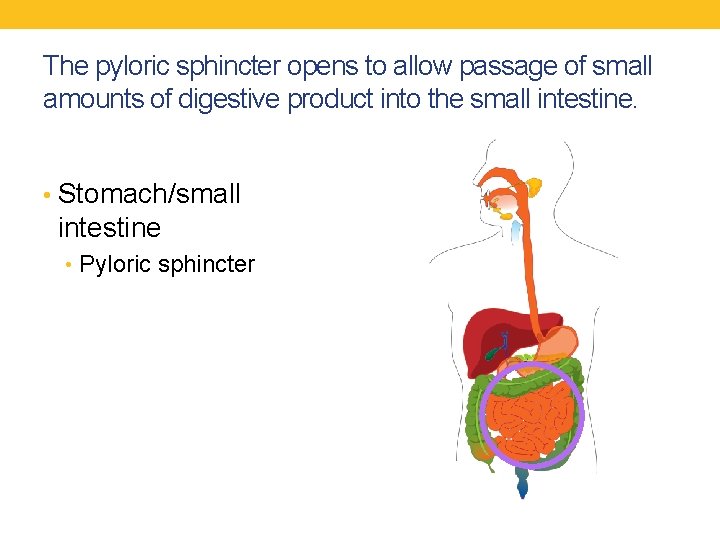 The pyloric sphincter opens to allow passage of small amounts of digestive product into