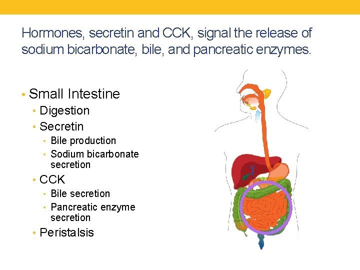 Hormones, secretin and CCK, signal the release of sodium bicarbonate, bile, and pancreatic enzymes.