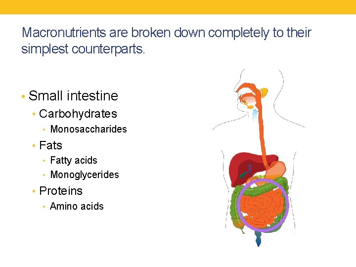 DIGESTIVE SYSTEM Digestion Absorption and Transportation of Nutrients