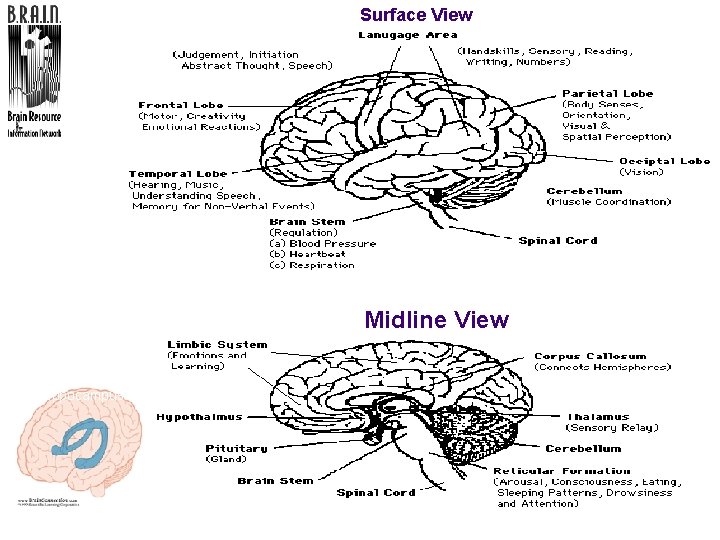 Surface View Geography of the Brain Midline View Hippocampus 