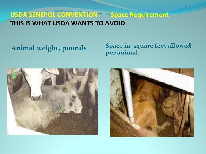 USDA SENEPOL CONVENTION Space Requirement THIS IS WHAT USDA WANTS TO AVOID Animal weight,