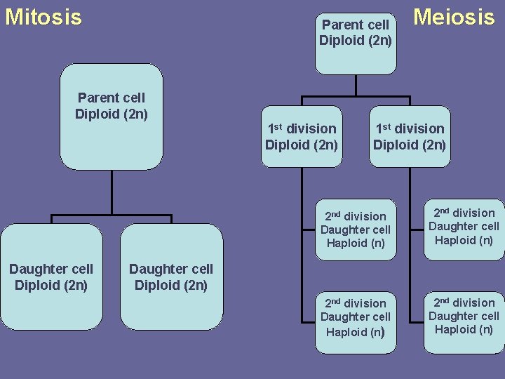 Mitosis Parent cell Diploid (2 n) Meiosis Parent cell Diploid (2 n) 1 st Mitosis Parent cell Diploid (2 n) Meiosis Parent cell Diploid (2 n) 1 st
