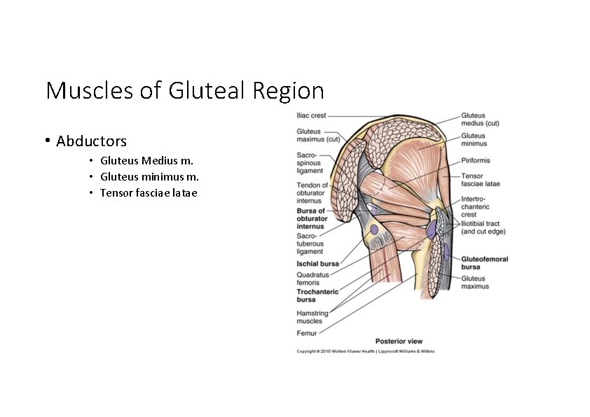 Muscles of Gluteal Region • Abductors • Gluteus Medius m. • Gluteus minimus m.