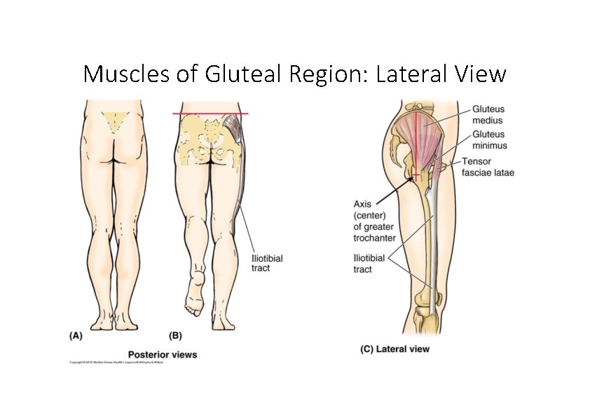 Muscles of Gluteal Region: Lateral View 