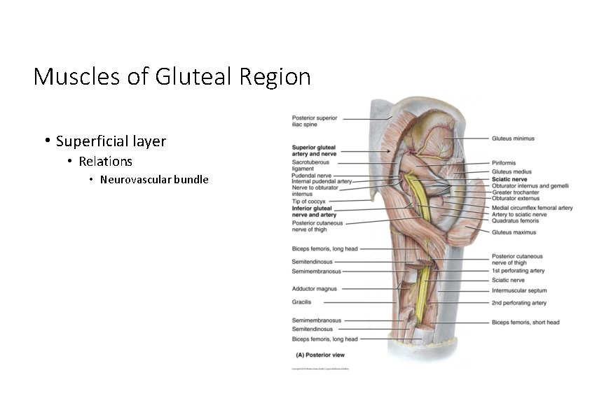 Muscles of Gluteal Region • Superficial layer • Relations • Neurovascular bundle 