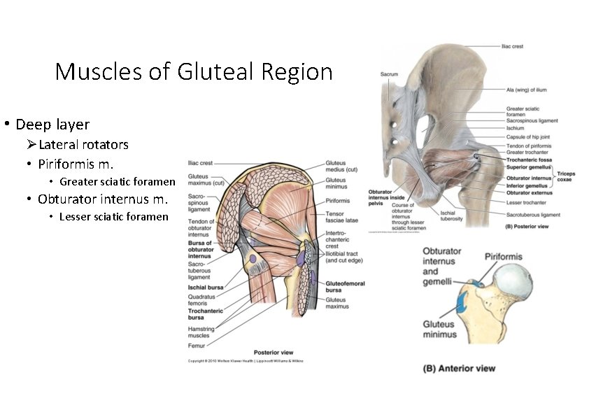 Muscles of Gluteal Region • Deep layer Lateral rotators • Piriformis m. • Greater