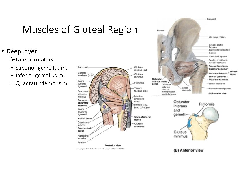 Muscles of Gluteal Region • Deep layer Lateral rotators • Superior gemellus m. •