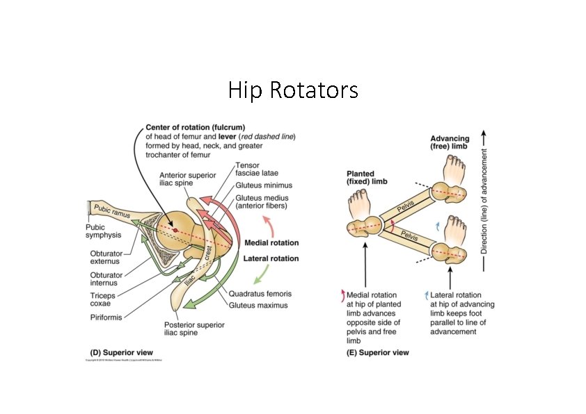 Hip Rotators 