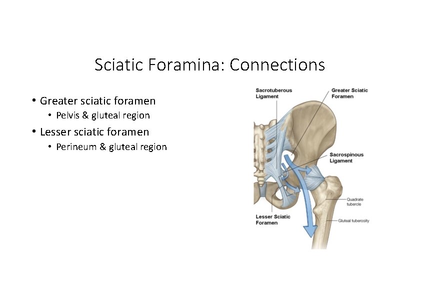 Sciatic Foramina: Connections • Greater sciatic foramen • Pelvis & gluteal region • Lesser