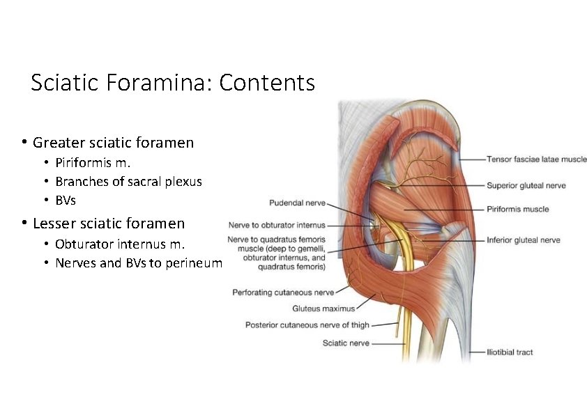Sciatic Foramina: Contents • Greater sciatic foramen • Piriformis m. • Branches of sacral