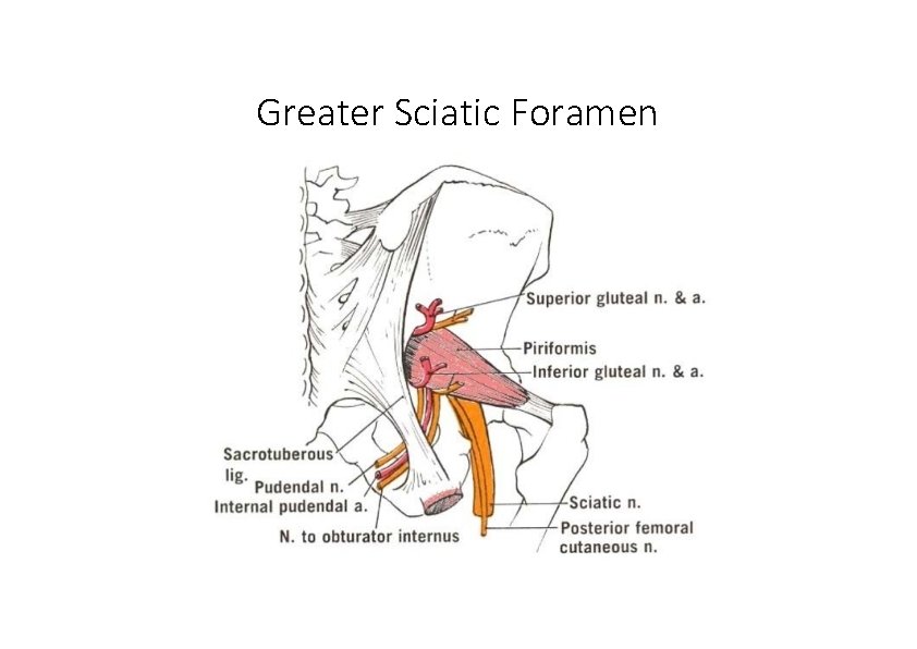 Greater Sciatic Foramen 