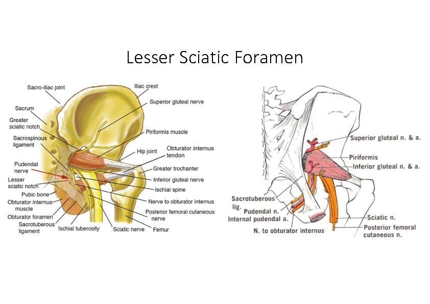 Lesser Sciatic Foramen 