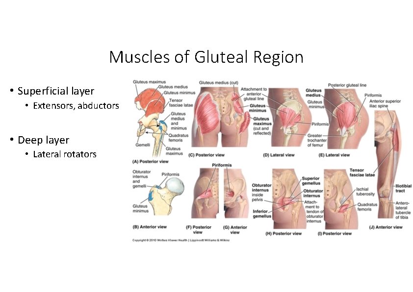 Muscles of Gluteal Region • Superficial layer • Extensors, abductors • Deep layer •