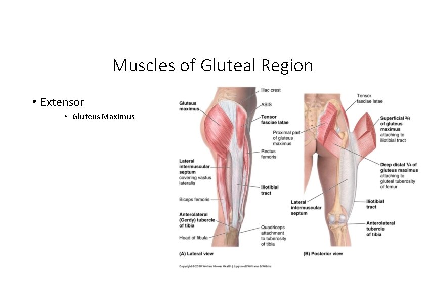 Muscles of Gluteal Region • Extensor • Gluteus Maximus 