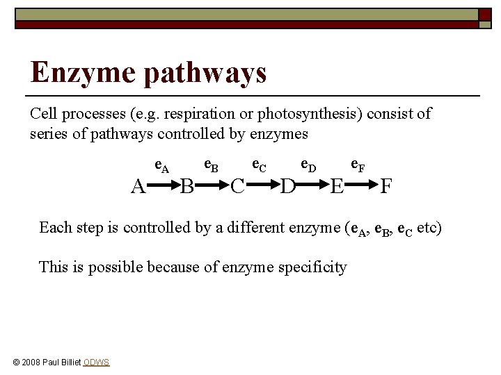 Enzyme pathways Cell processes (e. g. respiration or photosynthesis) consist of series of pathways