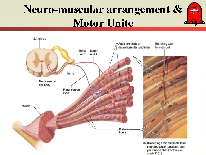 Neuro-muscular arrangement & Motor Unite 
