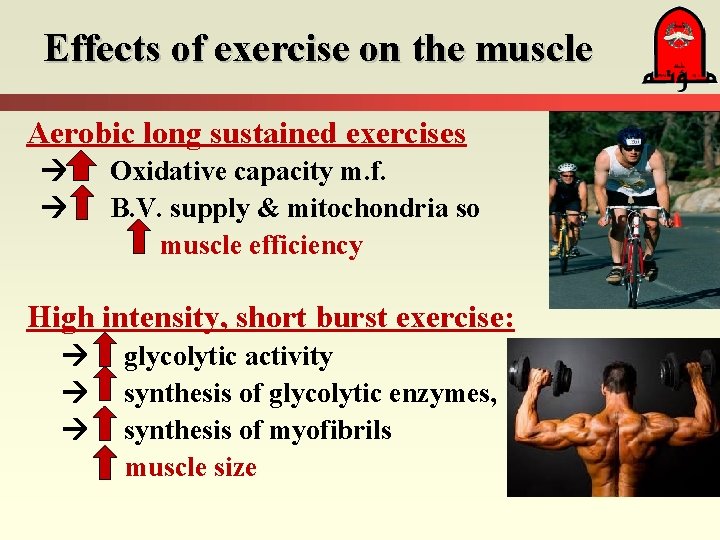 Effects of exercise on the muscle Aerobic long sustained exercises Oxidative capacity m. f.