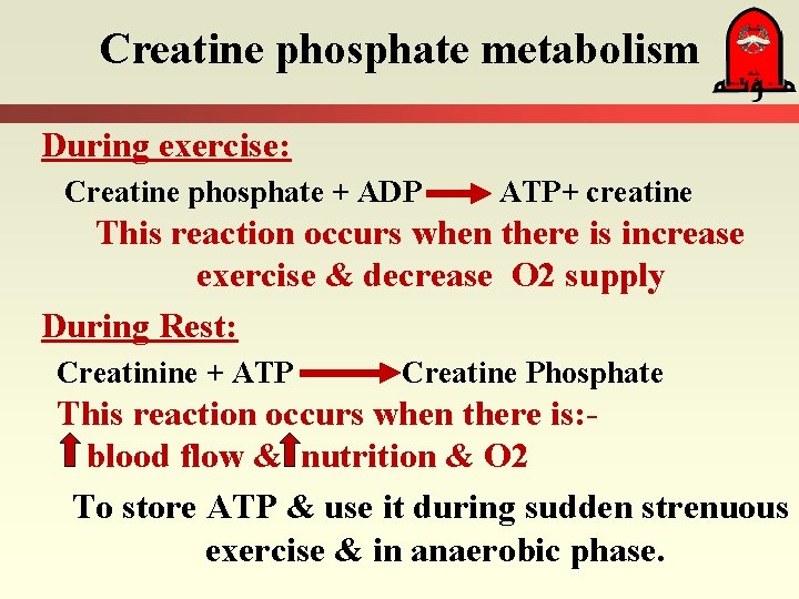 Creatine phosphate metabolism During exercise: Creatine phosphate + ADP ATP+ creatine This reaction occurs