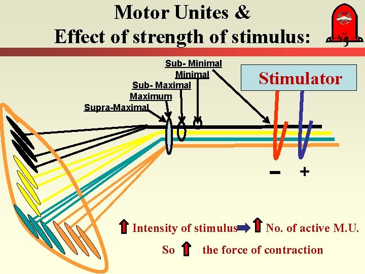 Motor Unites & Effect of strength of stimulus: Sub- Minimal Sub- Maximal Maximum Supra-Maximal