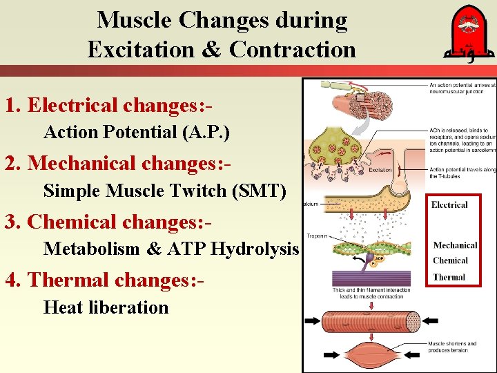 Muscle Changes during Excitation & Contraction 1. Electrical changes: Action Potential (A. P. )