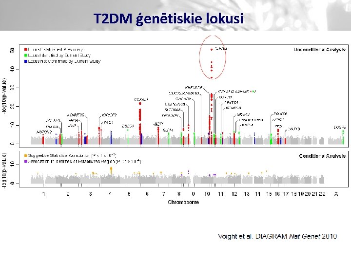 T 2 DM ģenētiskie lokusi 