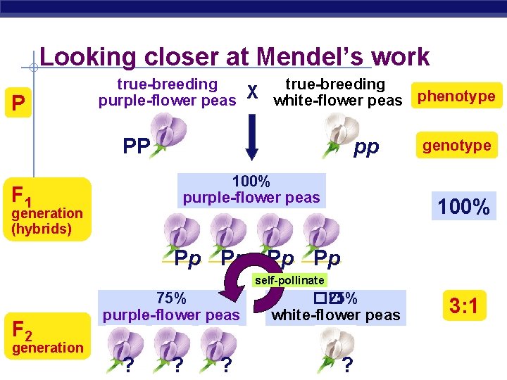 Looking closer at Mendel’s work P true-breeding purple-flower peas X white-flower peas phenotype PP