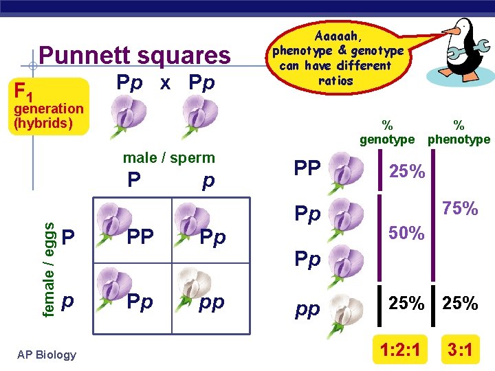 Punnett squares Pp x Pp F 1 Aaaaah, phenotype & genotype can have different