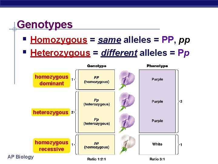 Genotypes § Homozygous = same alleles = PP, pp § Heterozygous = different alleles