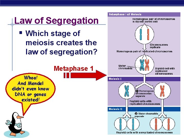 Law of Segregation § Which stage of meiosis creates the law of segregation? Metaphase