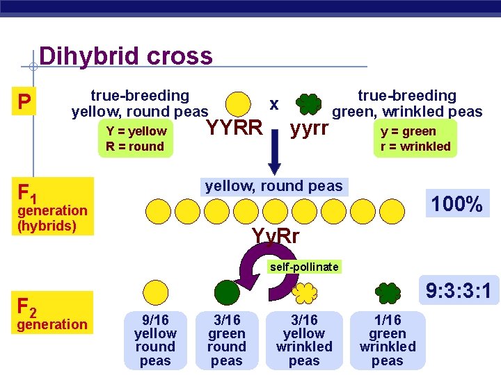 Dihybrid cross P true-breeding yellow, round peas Y = yellow R = round x