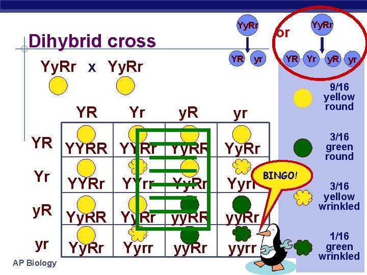 Yy. Rr Dihybrid cross YR Yy. Rr x Yy. Rr YR Yr y. R