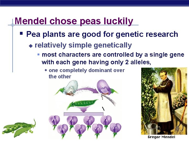 Mendel chose peas luckily § Pea plants are good for genetic research u relatively
